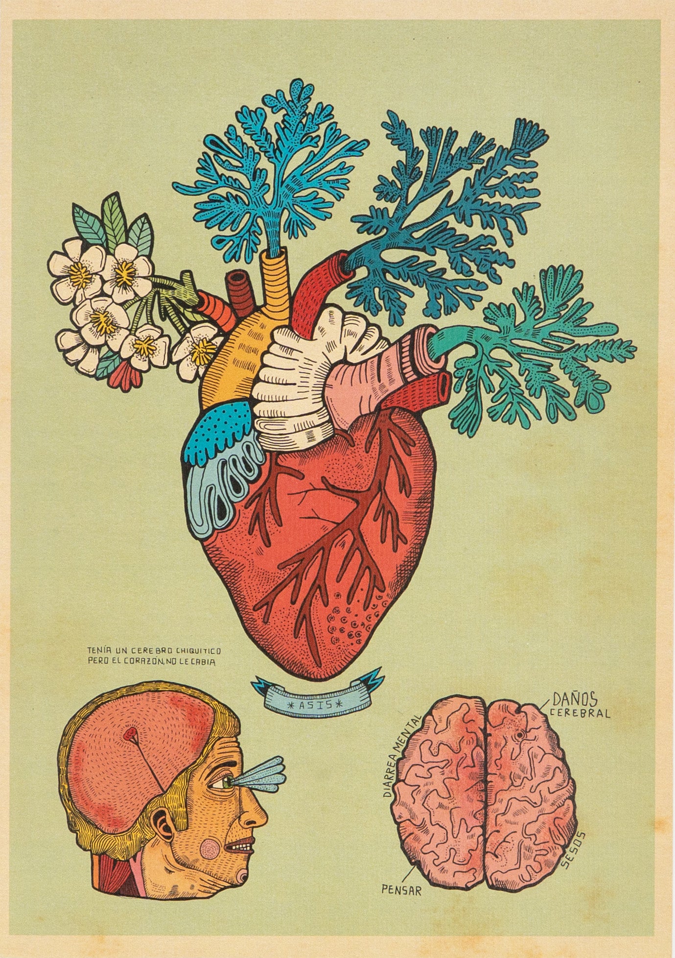 Anatomia del corazon (Print)