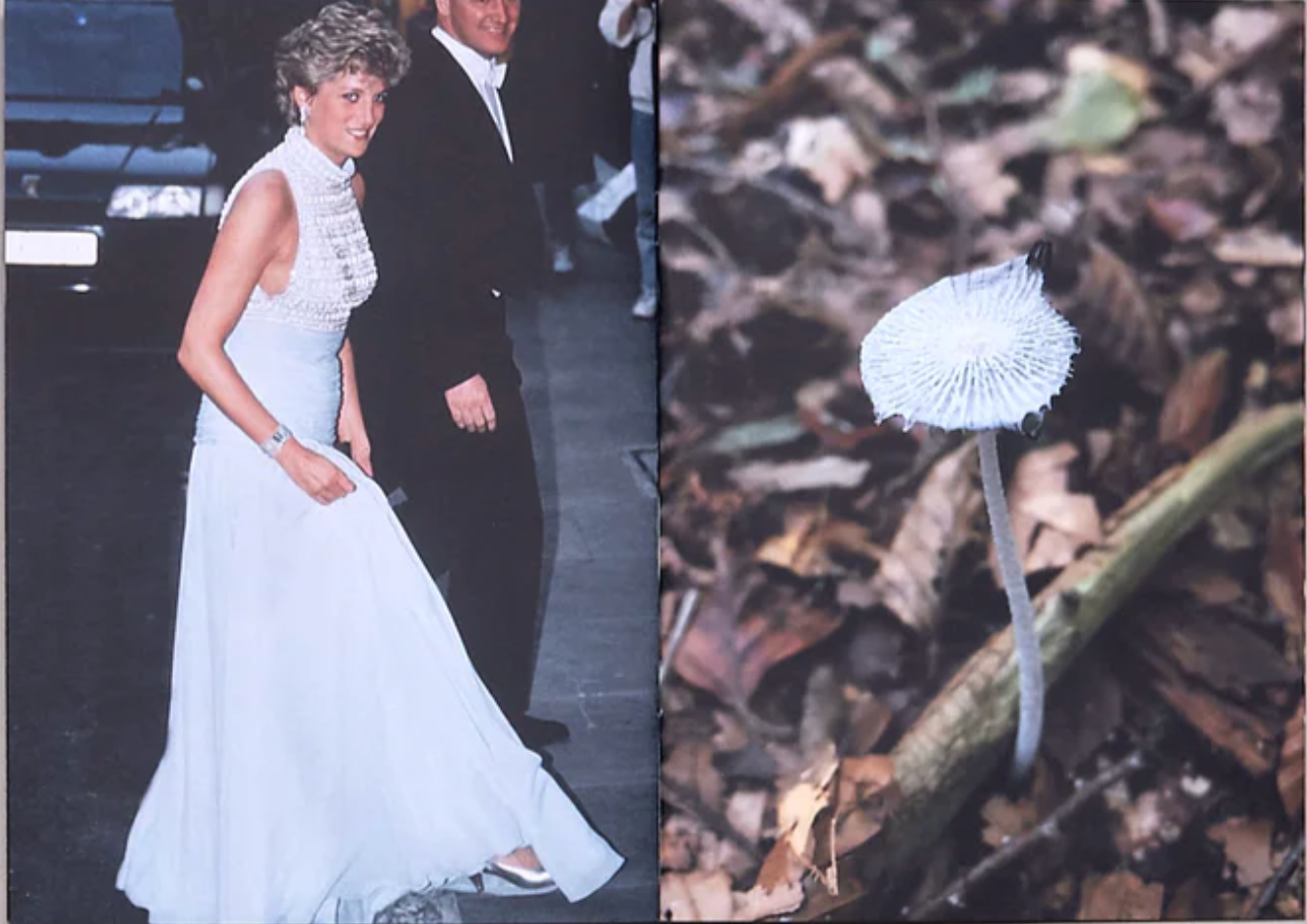Princess Diana as Mushrooms