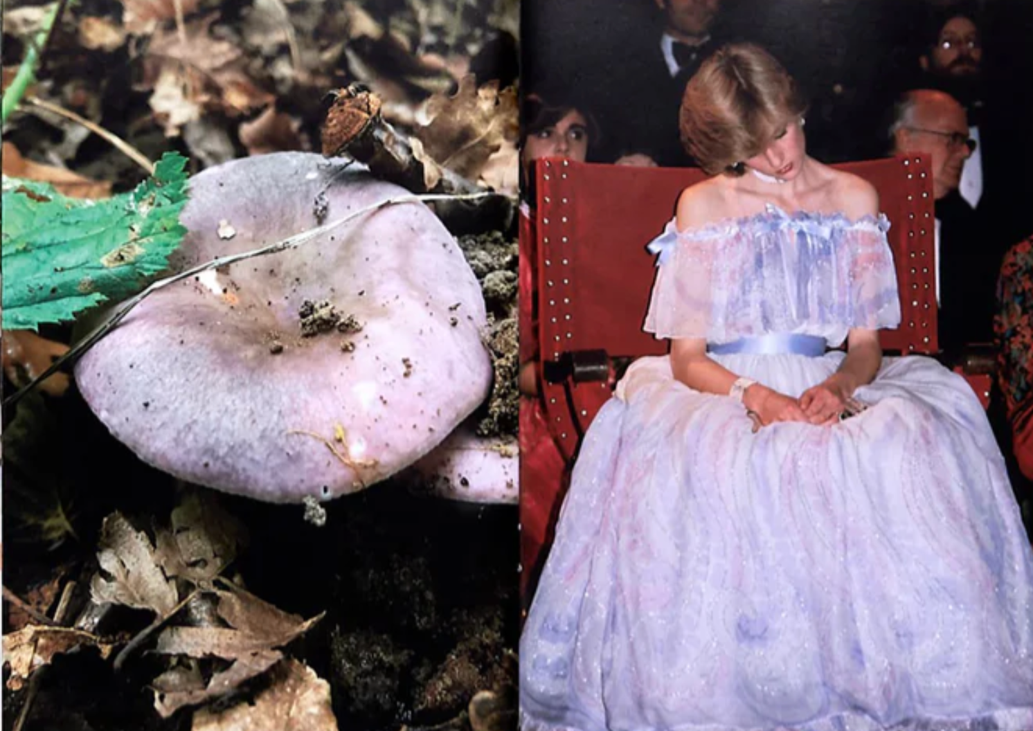 Princess Diana as Mushrooms Vol.II