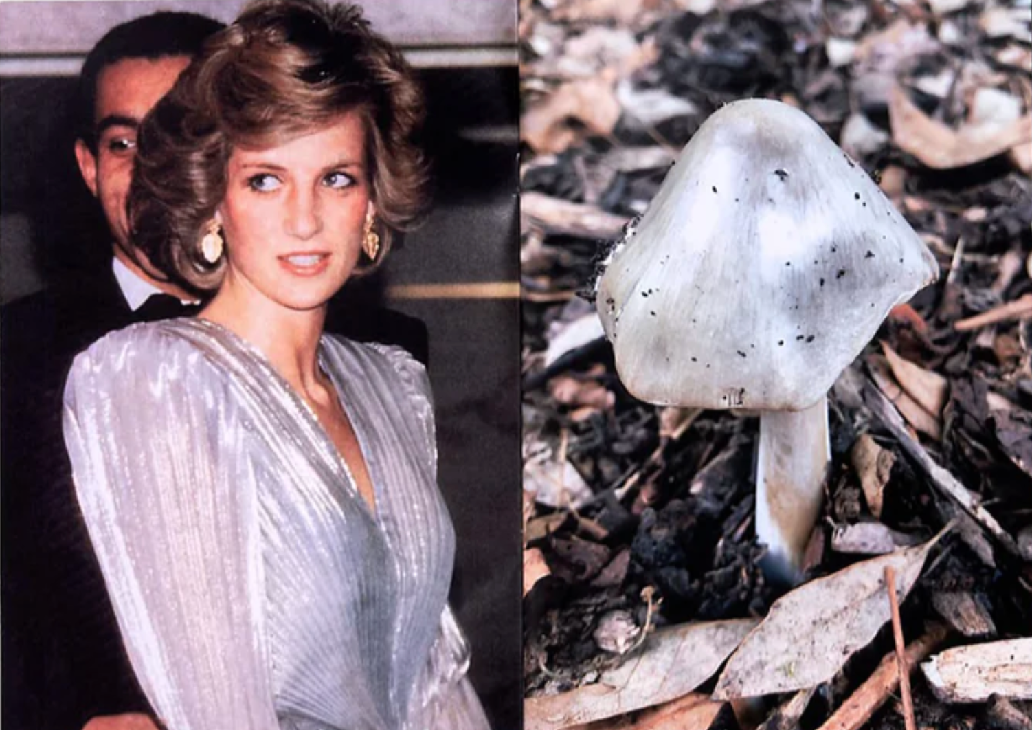 Princess Diana as Mushrooms Vol.II